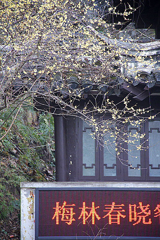 不学牡丹贪富贵，腊尽春归先见君。