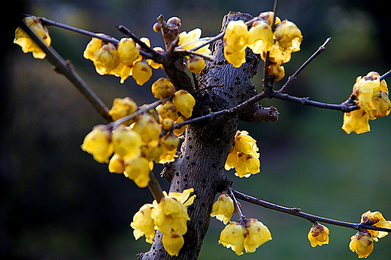 微花本系昆玉雕，虬干似是生铁铸。