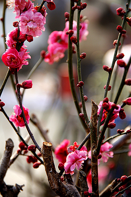 微花本系昆玉雕，虬干似是生铁铸。