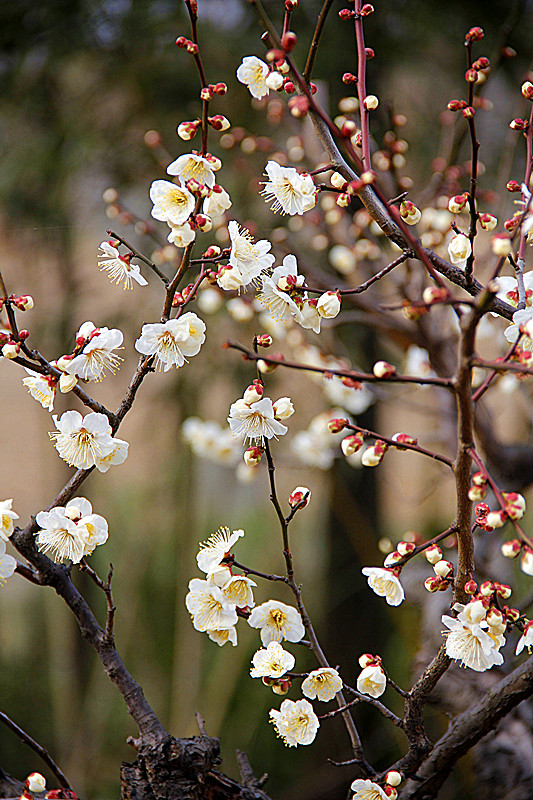 微花本系昆玉雕，虬干似是生铁铸。