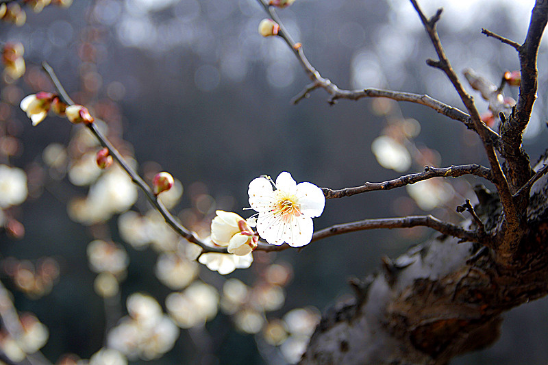 微花本系昆玉雕，虬干似是生铁铸。
