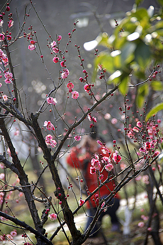 千载士子独爱吾，摄入镜中上案头。