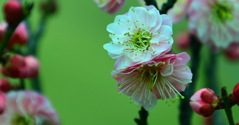 复件 DSC_2271_副本.JPG