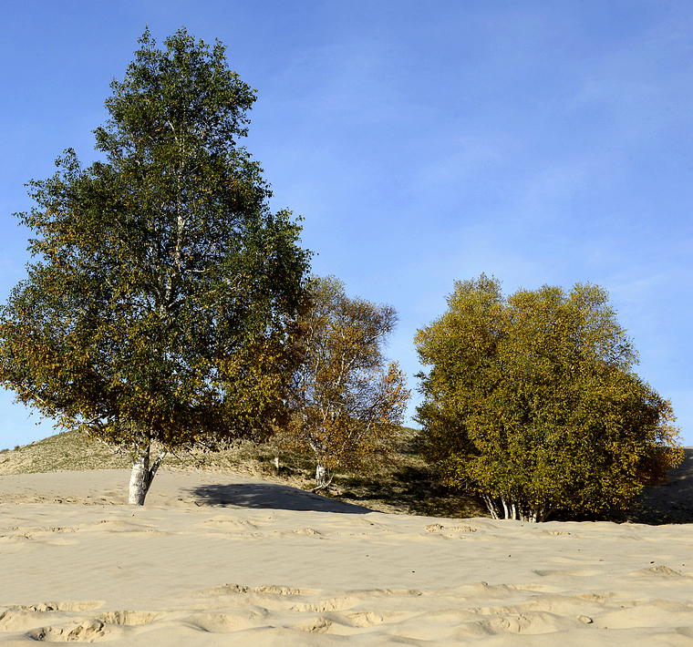 沙丘白桦.jpg