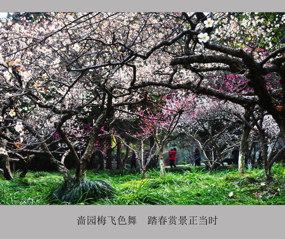 啬园梅飞色舞  踏春赏景正当时   (1).jpg