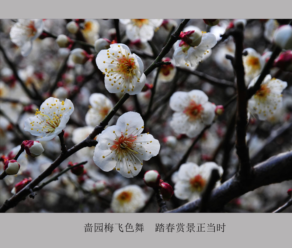 啬园梅飞色舞  踏春赏景正当时   (6).jpg