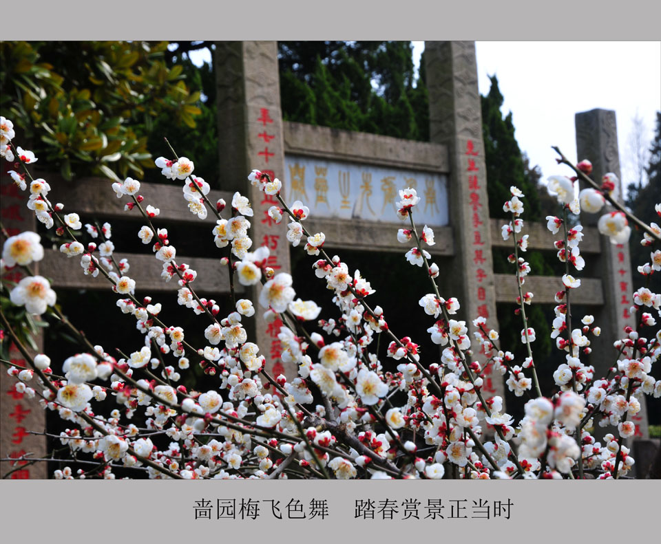 啬园梅飞色舞  踏春赏景正当时   (8).jpg