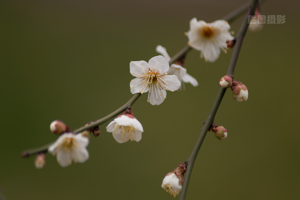 南通园博园元宵梅花-1503071-100 秒 (f - 5.6)-7.jpg