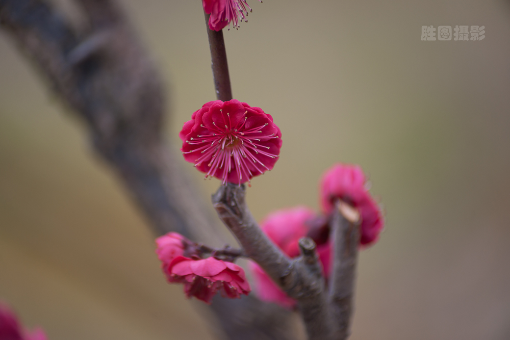 南通园博园元宵梅花-1503071-40 秒 (f - 5.0)-3.jpg