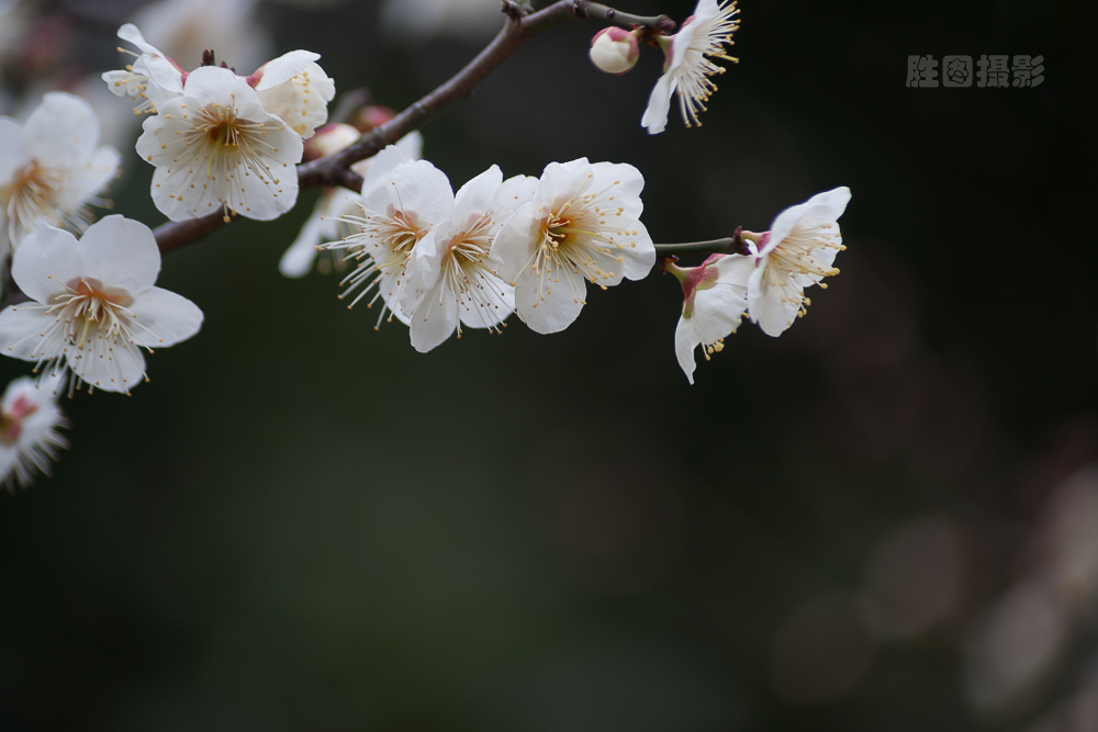 南通园博园元宵梅花-1503071-80 秒 (f - 5.0).jpg