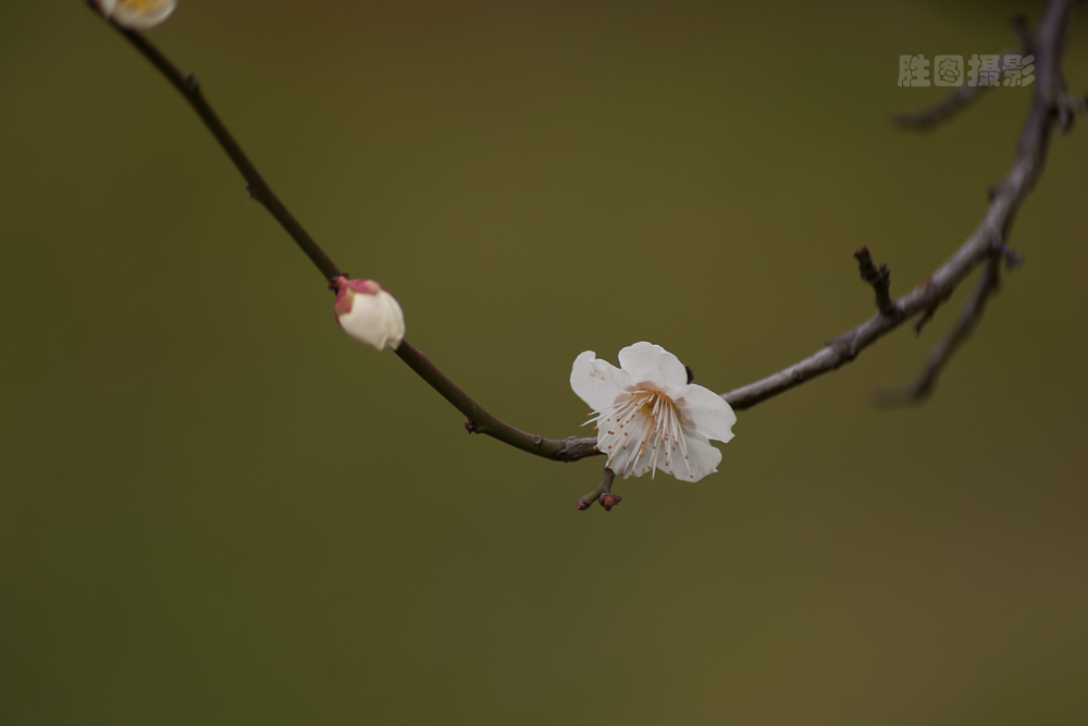 南通园博园元宵梅花-1503071-125 秒 (f - 5.6)-11.jpg