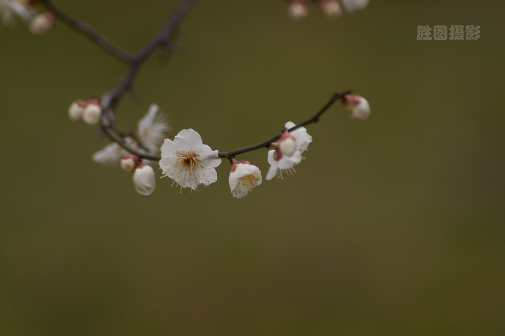 南通园博园元宵梅花-1503071-125 秒 (f - 5.6)-14.jpg