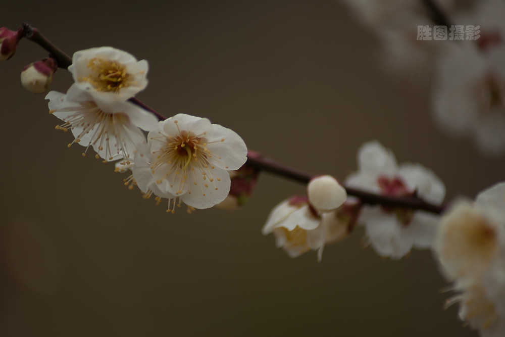 南通园博园元宵梅花-1503071-640 秒 (f - 4.5)-7.jpg