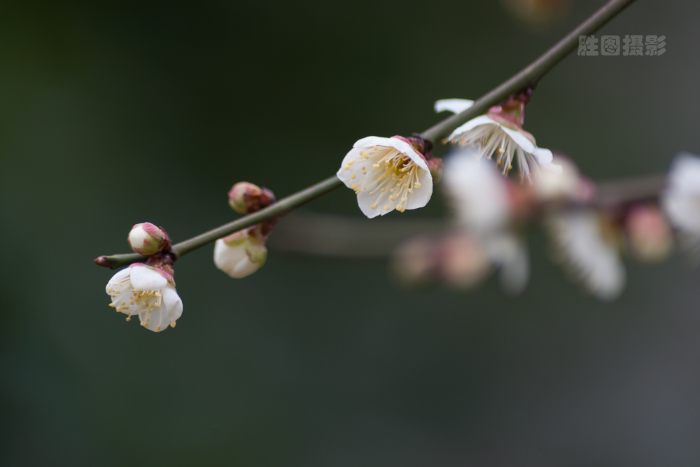 南通园博园元宵梅花-1503071-40 秒 (f - 5.6)-2.jpg