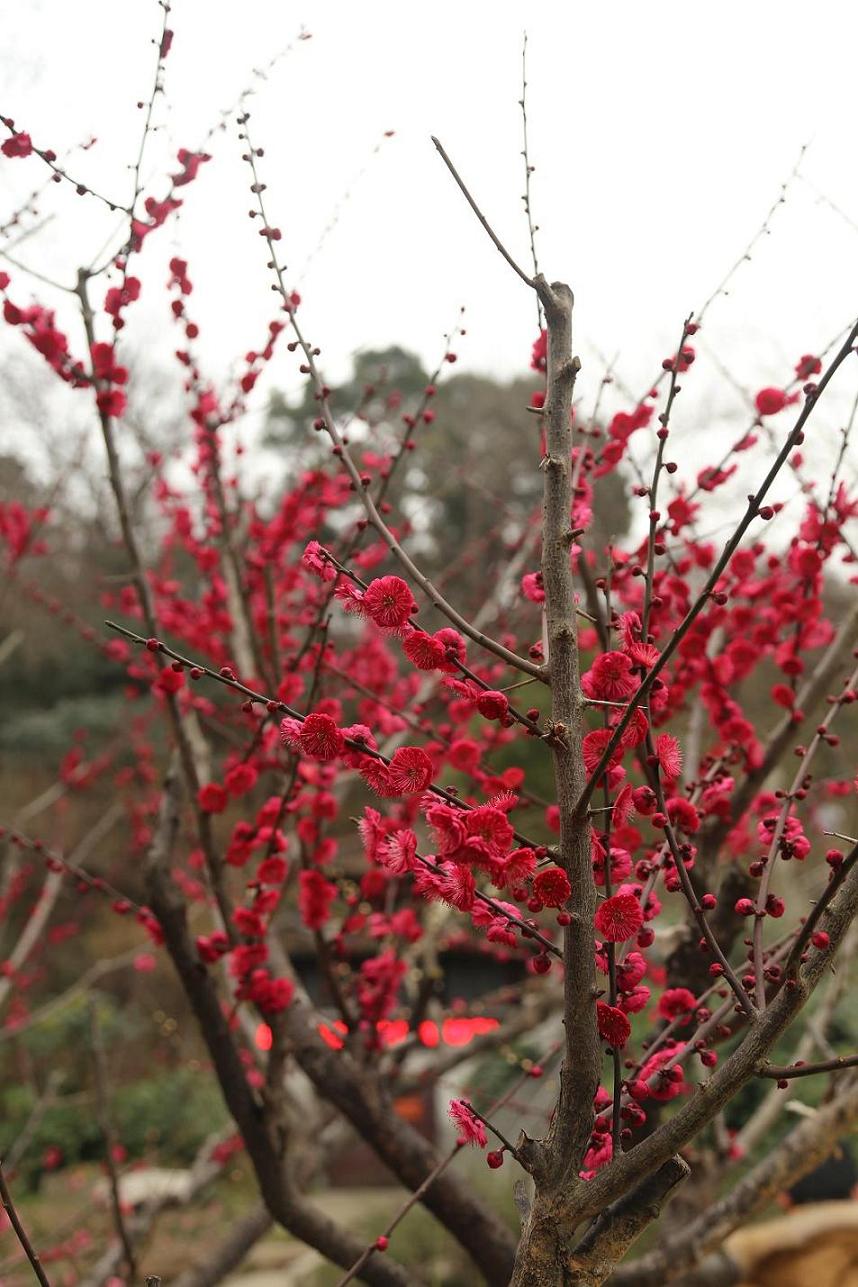 照片2015.3.7 068.jpg