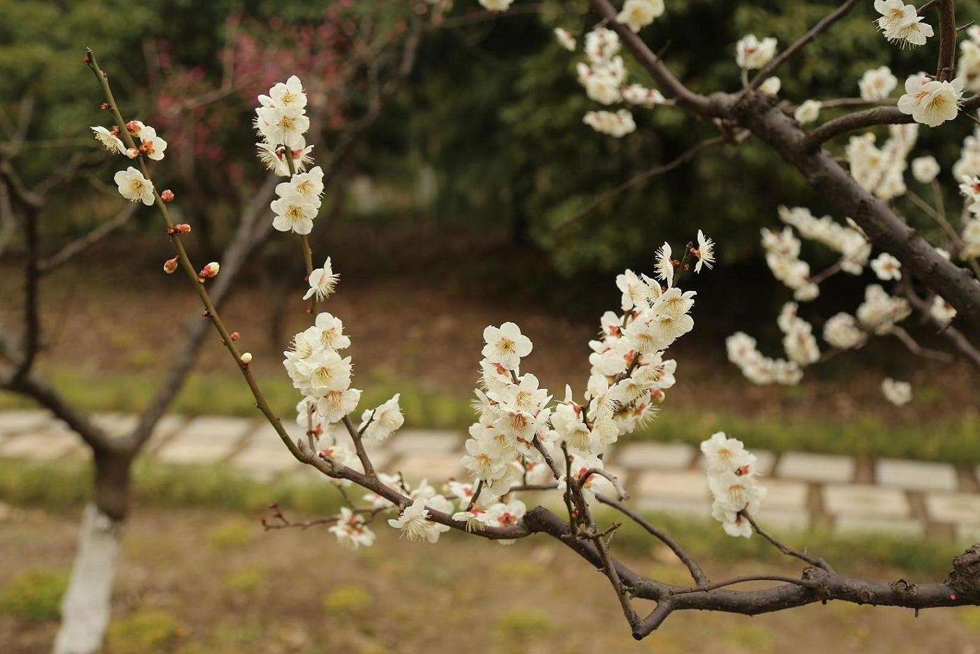 照片2015.3.7 056.jpg