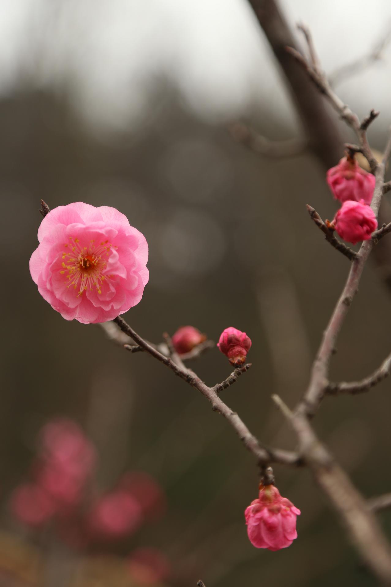 照片2015.3.7 082.jpg