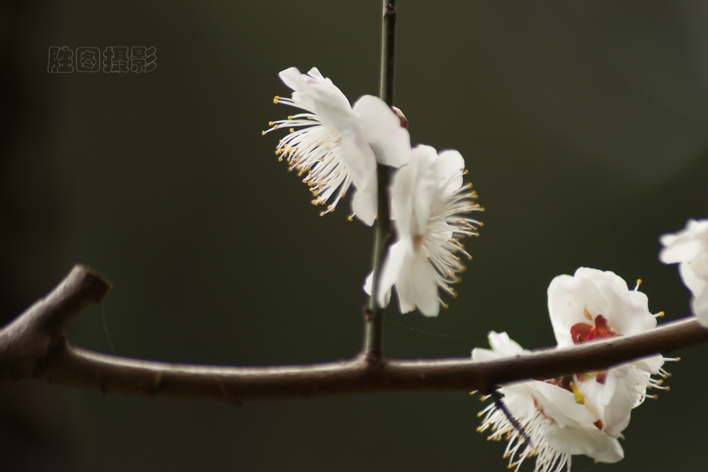 南通啬园梅花-1503081-30 秒 (f - 5.6).jpg