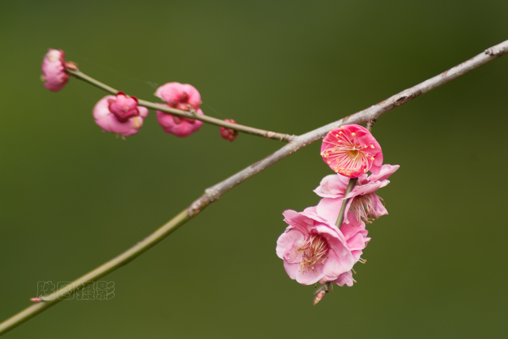 南通啬园梅花-1503081-40 秒 (f - 7.1)-4.jpg