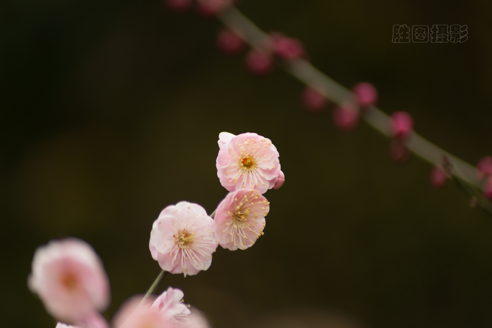 南通啬园梅花-1503081-80 秒 (f - 5.0).jpg