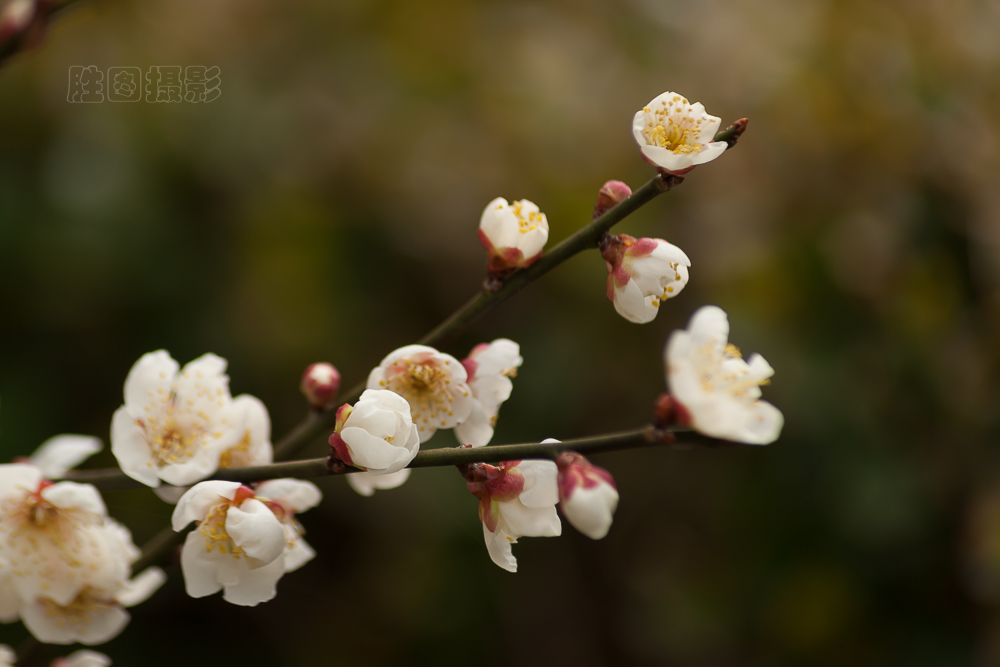 南通啬园梅花-1503081-160 秒 (f - 6.3)-4.jpg