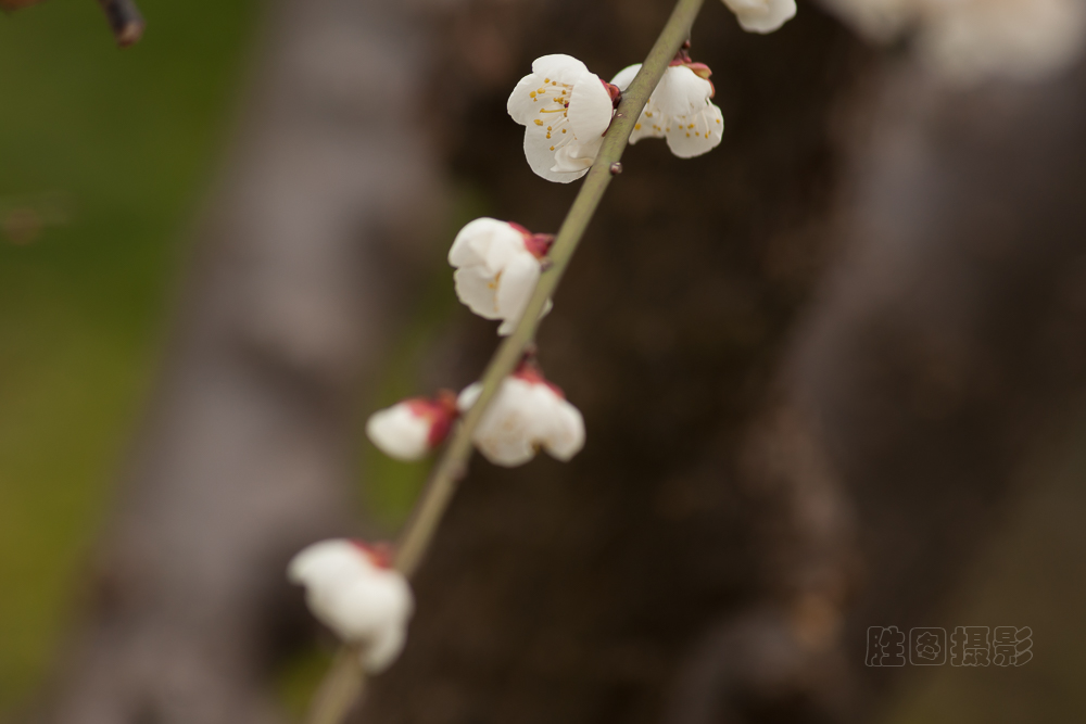 南通啬园梅花-1503081-80 秒 (f - 7.1)-5.jpg
