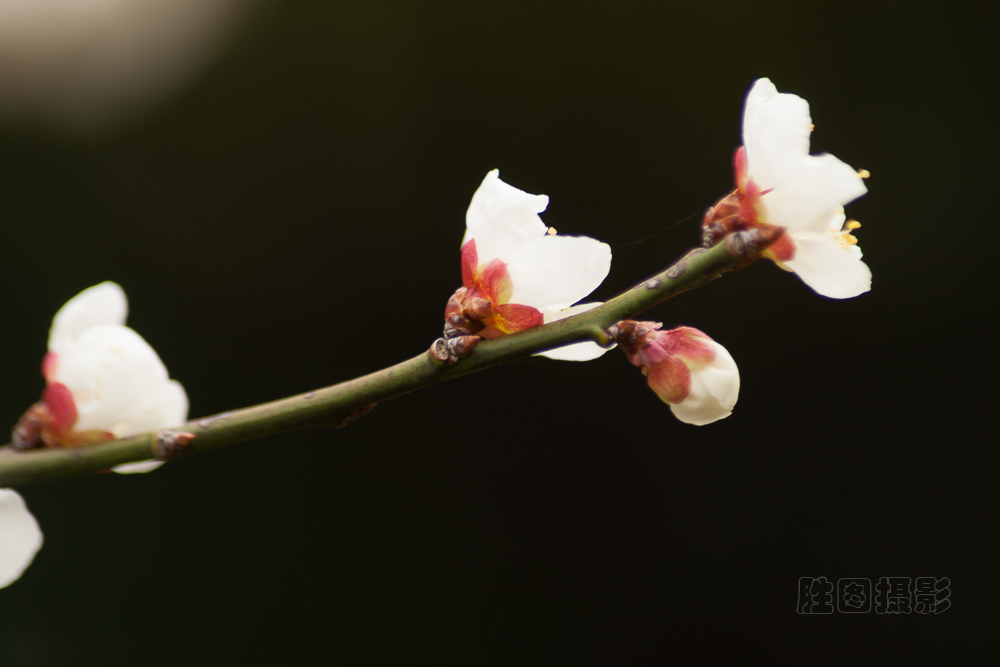 南通啬园梅花-1503081-100 秒 (f - 5.6)-7.jpg