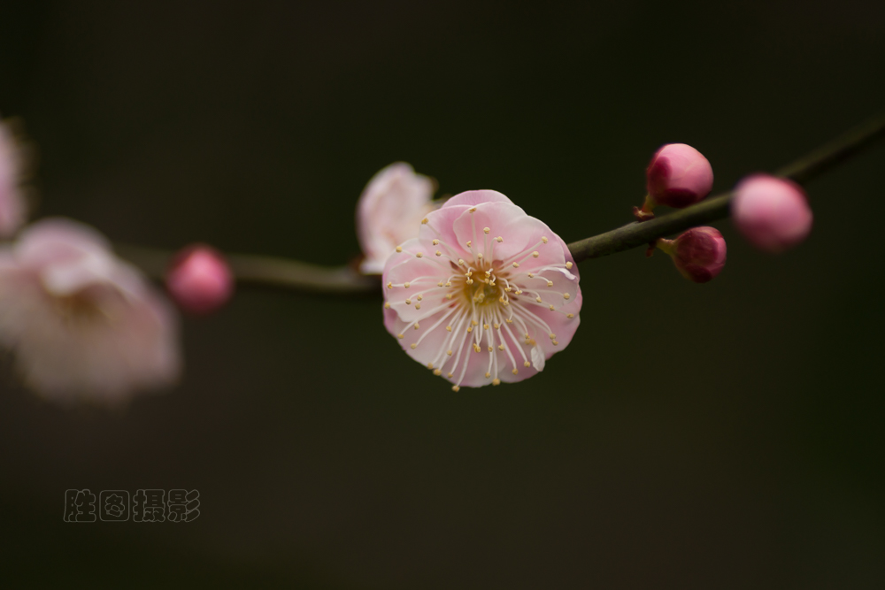 南通啬园梅花-1503081-125 秒 (f - 5.0).jpg