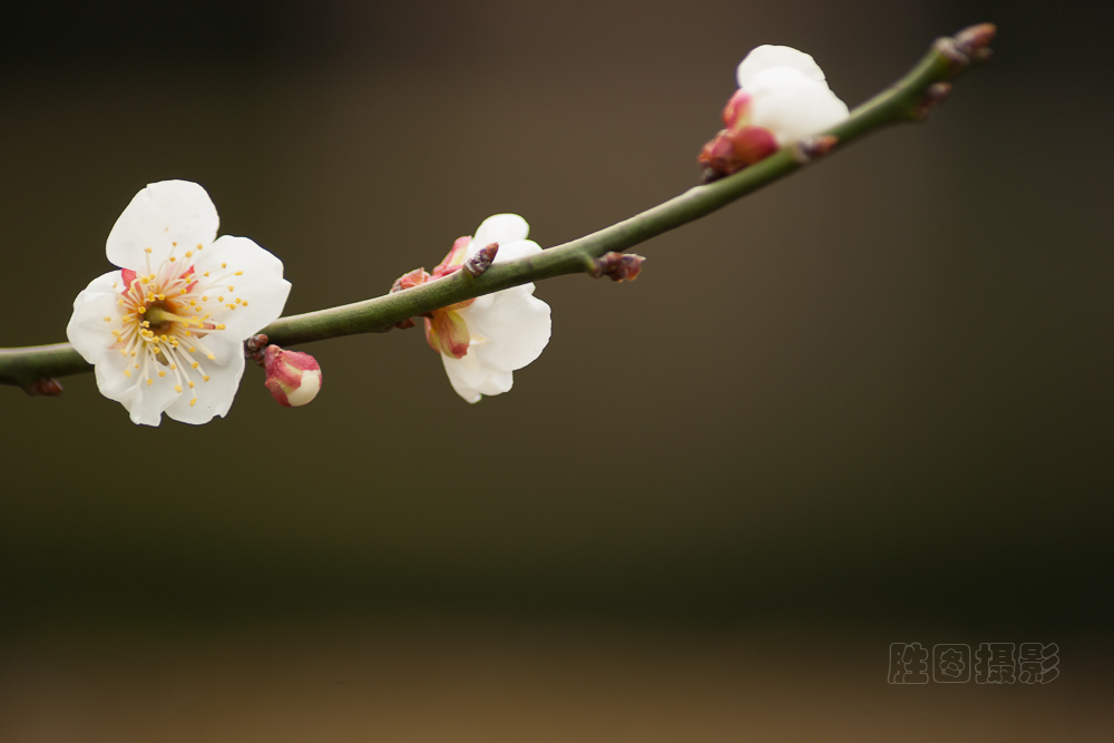 南通啬园梅花-1503081-125 秒 (f - 5.6)-11.jpg