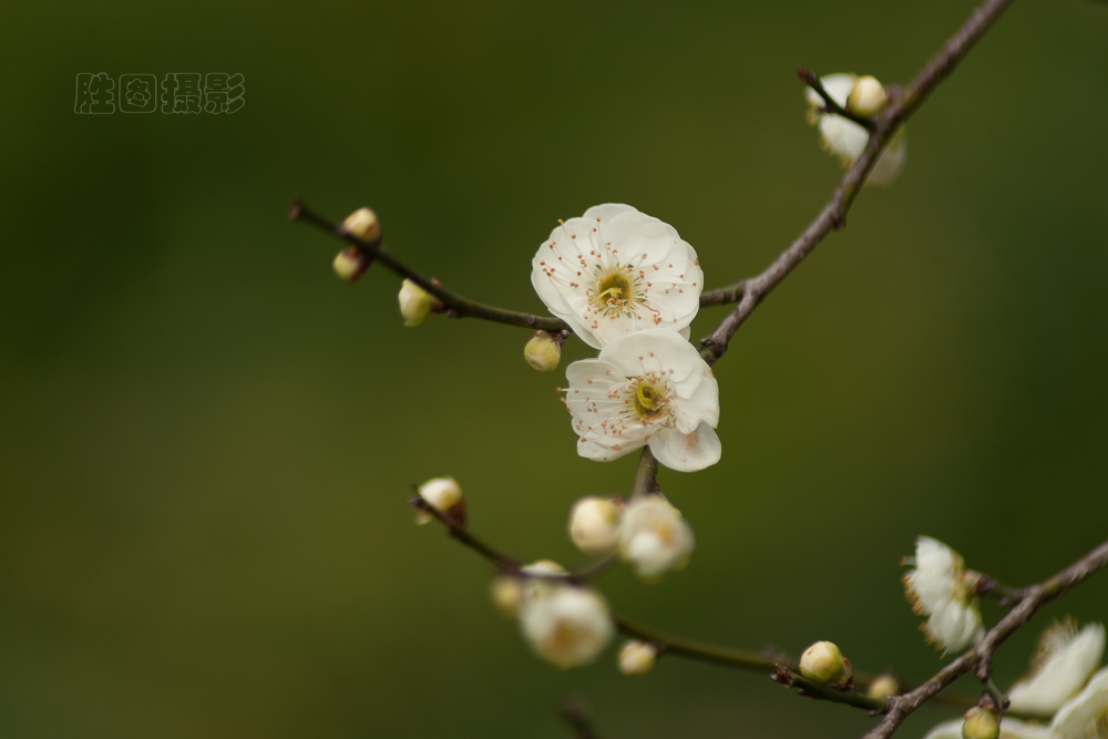 南通啬园梅花-1503081-160 秒 (f - 5.6)-4.jpg