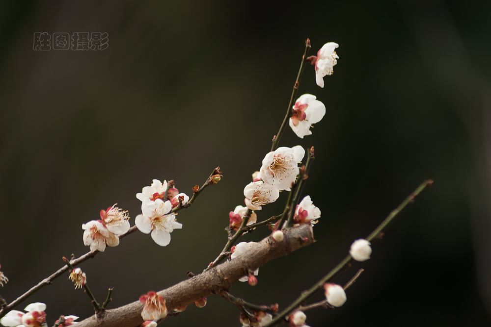 南通啬园梅花-1503081-250 秒 (f - 5.6).jpg