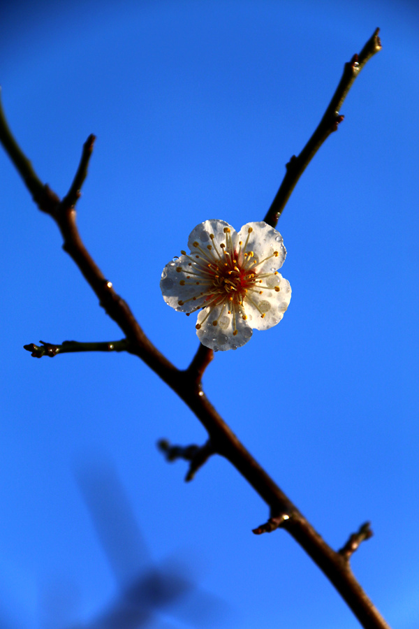 IMG_3650 - 副本.JPG