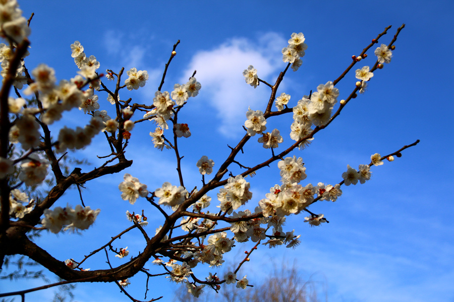 IMG_3689 - 副本.JPG