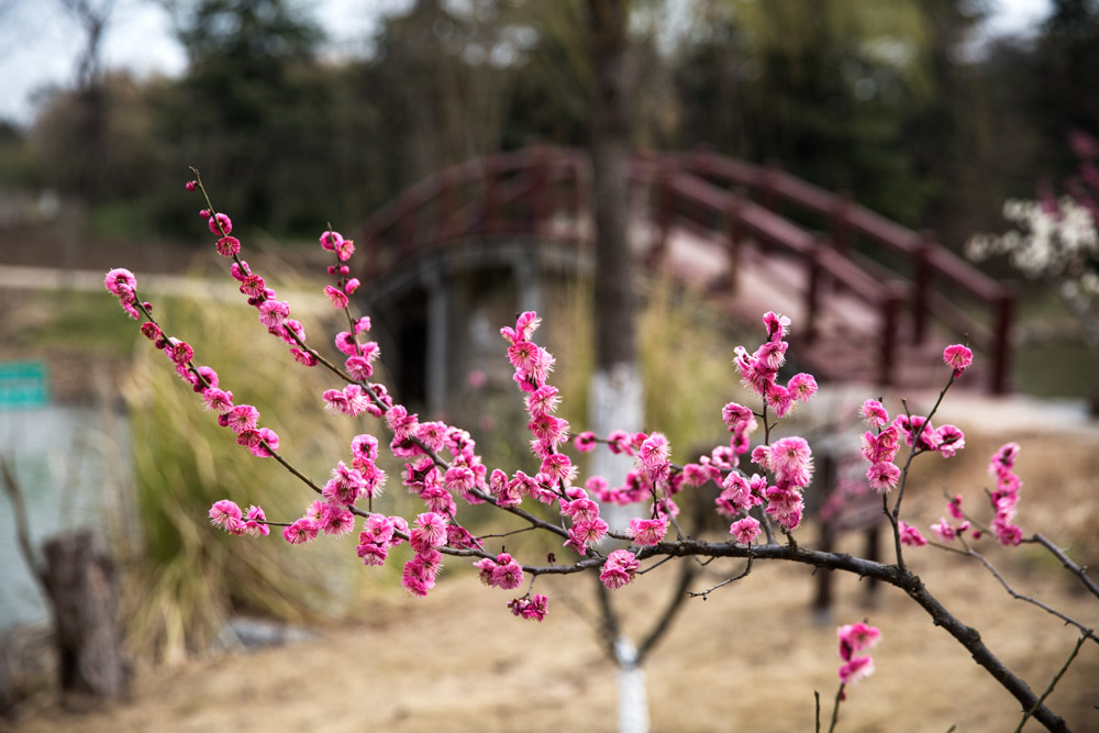 春色满园 (1).jpg