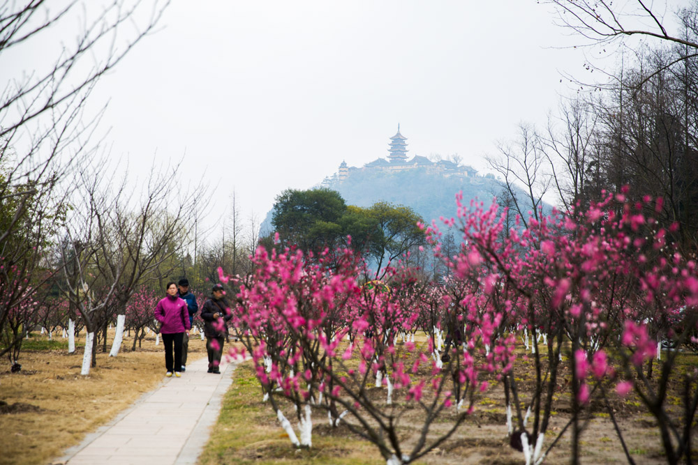 春色满园 (2).jpg