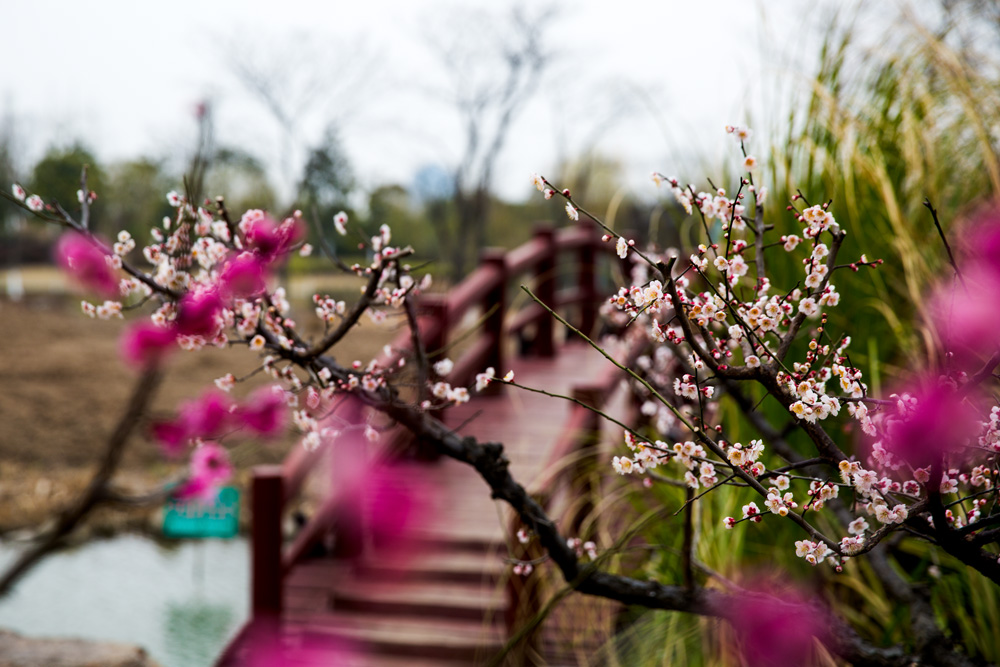 春色满园 (3).jpg