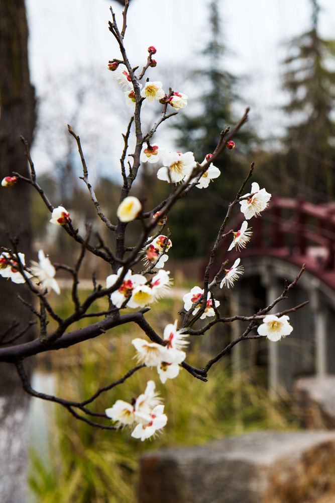 春色满园 (4).jpg