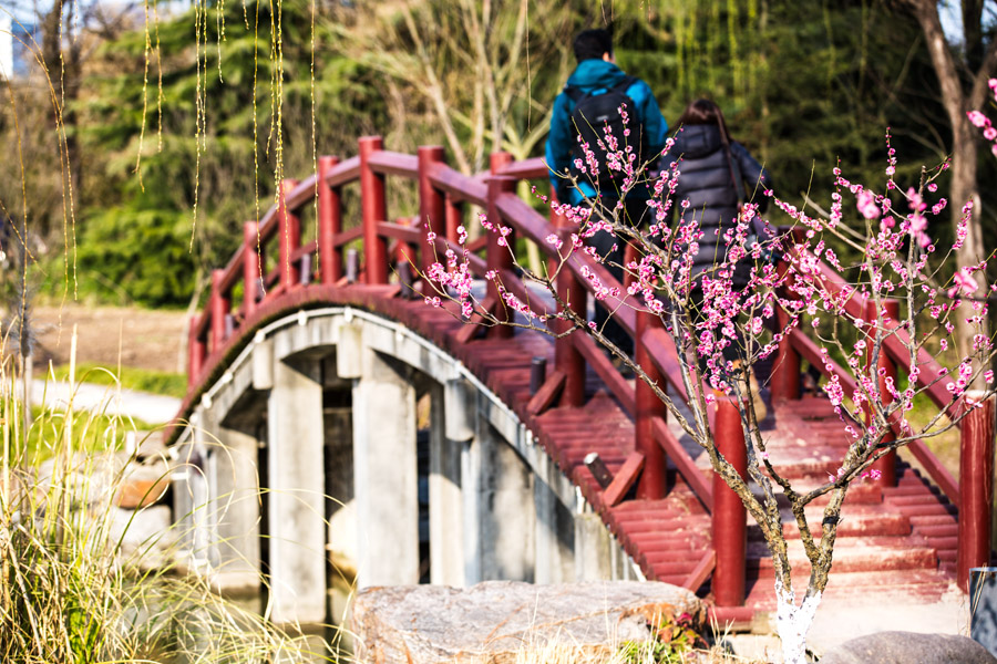 春色满园 (9).jpg