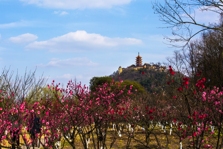 春色满园 (7).jpg