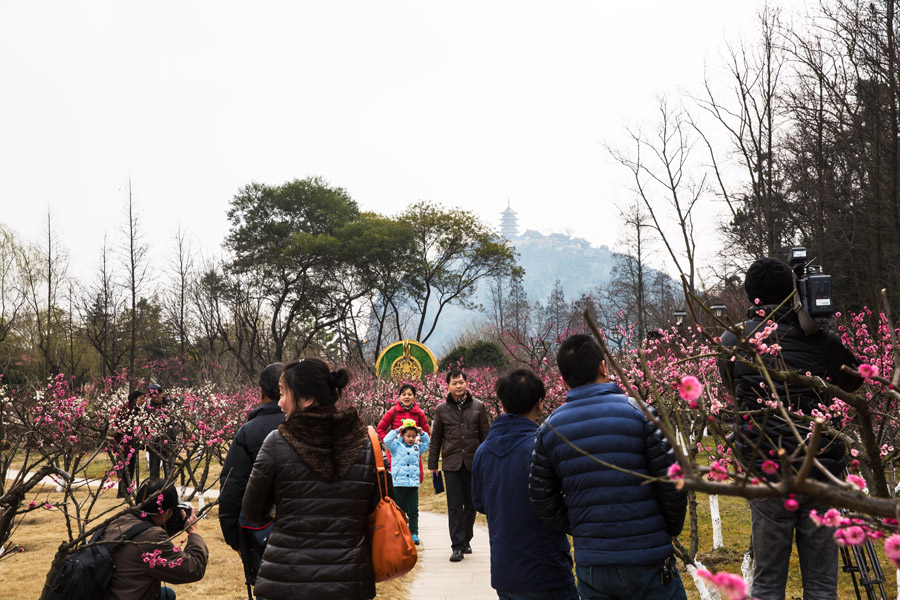 拍梅赏梅尽陶醉 (1).jpg