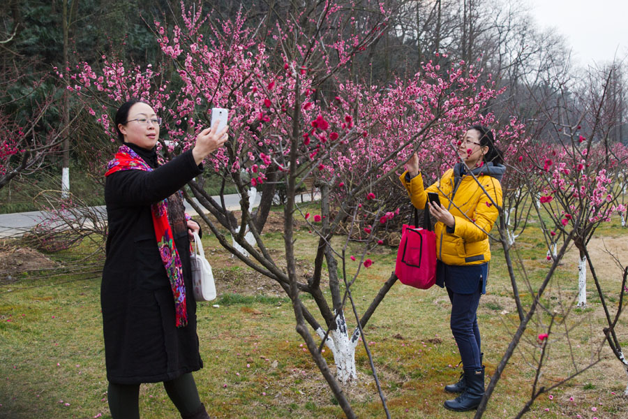 拍梅赏梅尽陶醉 (8).jpg