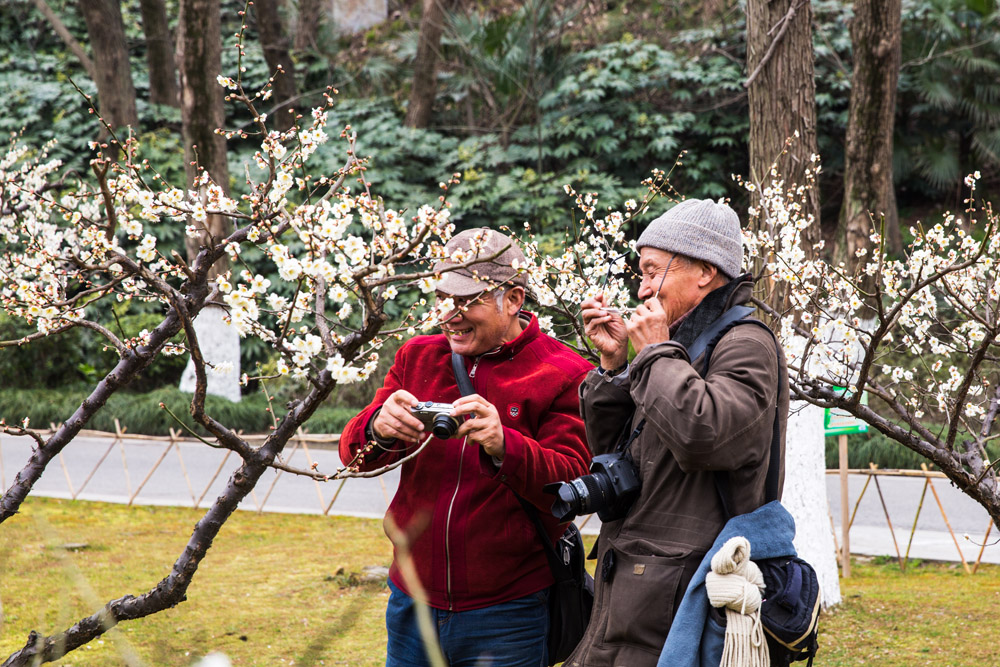 拍梅赏梅尽陶醉.jpg