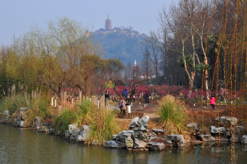 梅花园里好风光