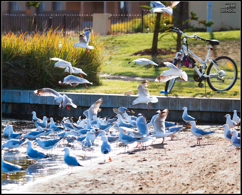 IMG_6485 6487全景图s.jpg