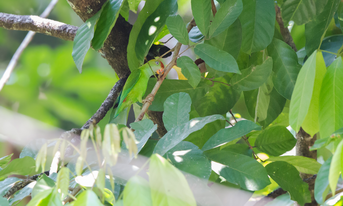 斯里兰卡短尾鹦鹉.jpg