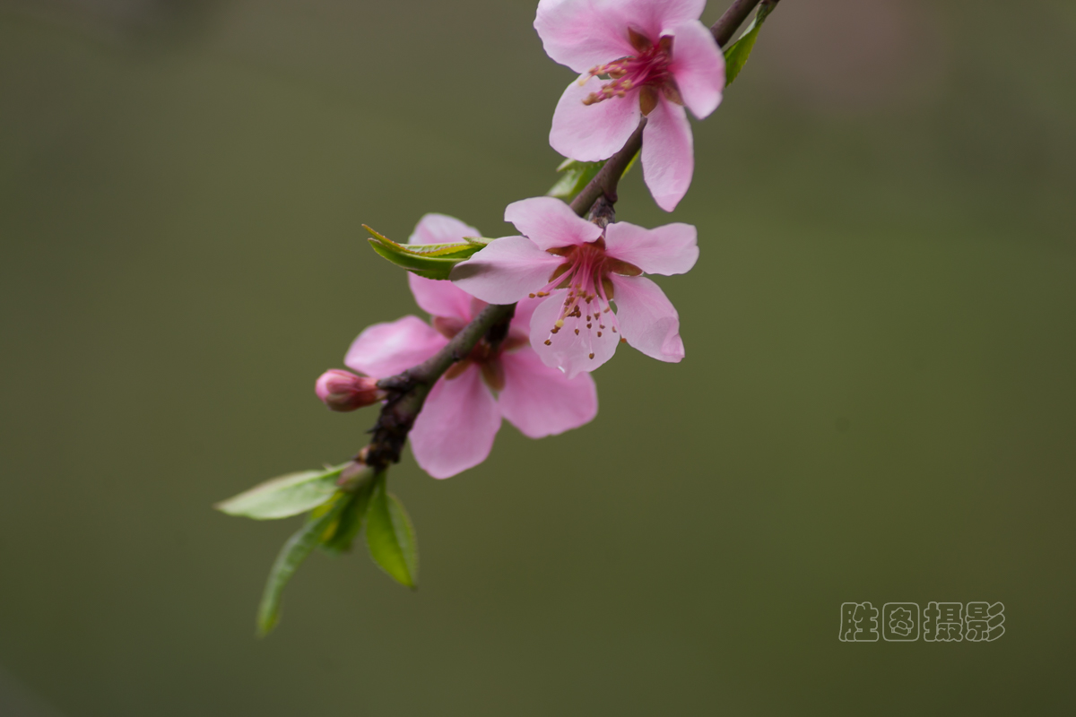 南通桃花20151-60 秒 (f - 6.3)ISO 100210 mm.jpg