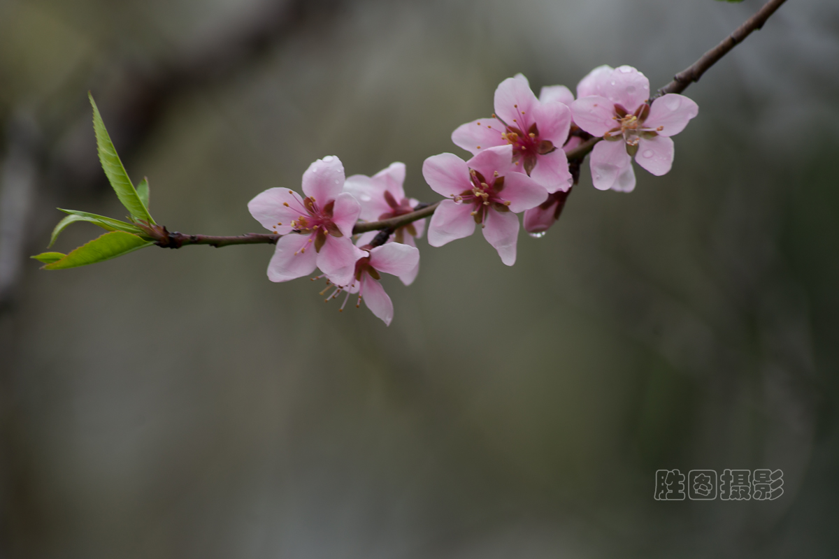 南通桃花20151-80 秒 (f - 6.3)ISO 100180 mm-17.jpg