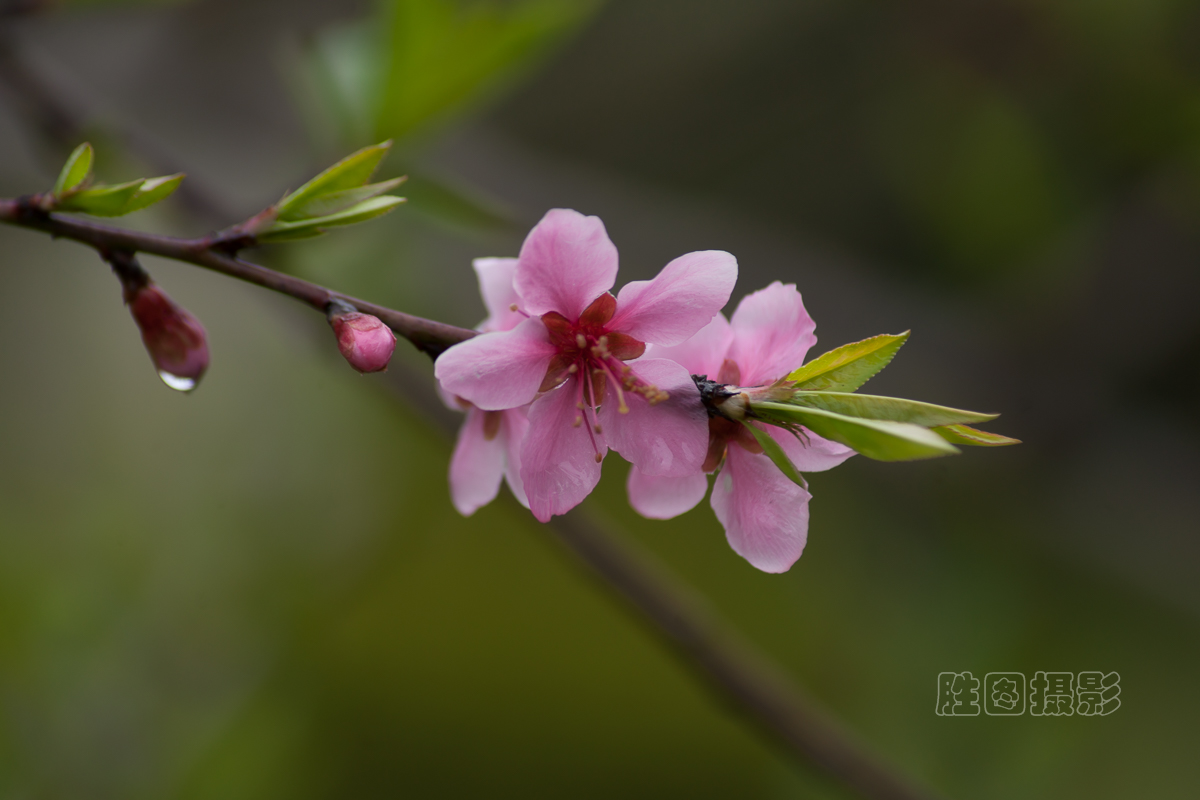 南通桃花20151-80 秒 (f - 6.3)ISO 100210 mm-7.jpg