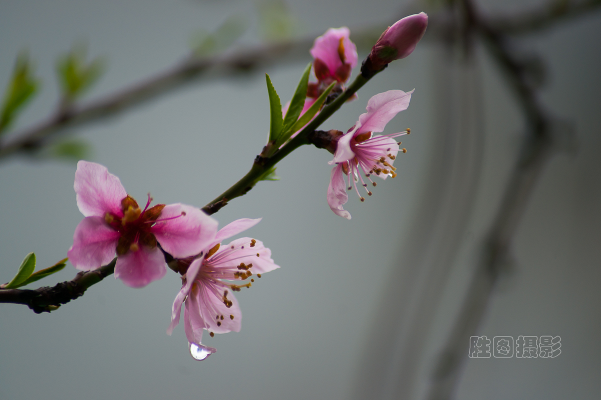 南通桃花20151-160 秒 (f - 5.6)ISO 100210 mm-3.jpg