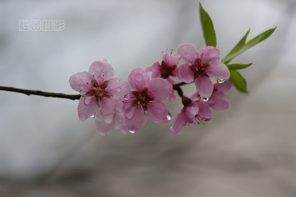 南通桃花20151-320 秒 (f - 5.6)ISO 200300 mm.jpg